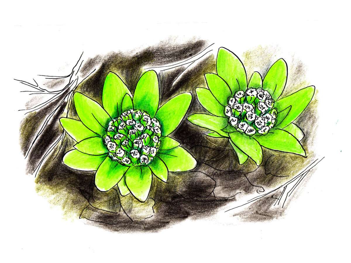 2026年3月のお休みと営業時間